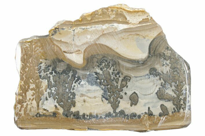 Triassic Aged Stromatolite Fossil - England #285742